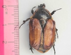 Chondropyga dorsalis