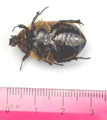 Chondropyga dorsalis