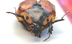 Chondropyga dorsalis