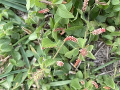 Acalypha monostachya