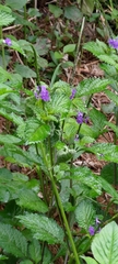 Stachytarpheta urticifolia