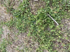 Acalypha monostachya