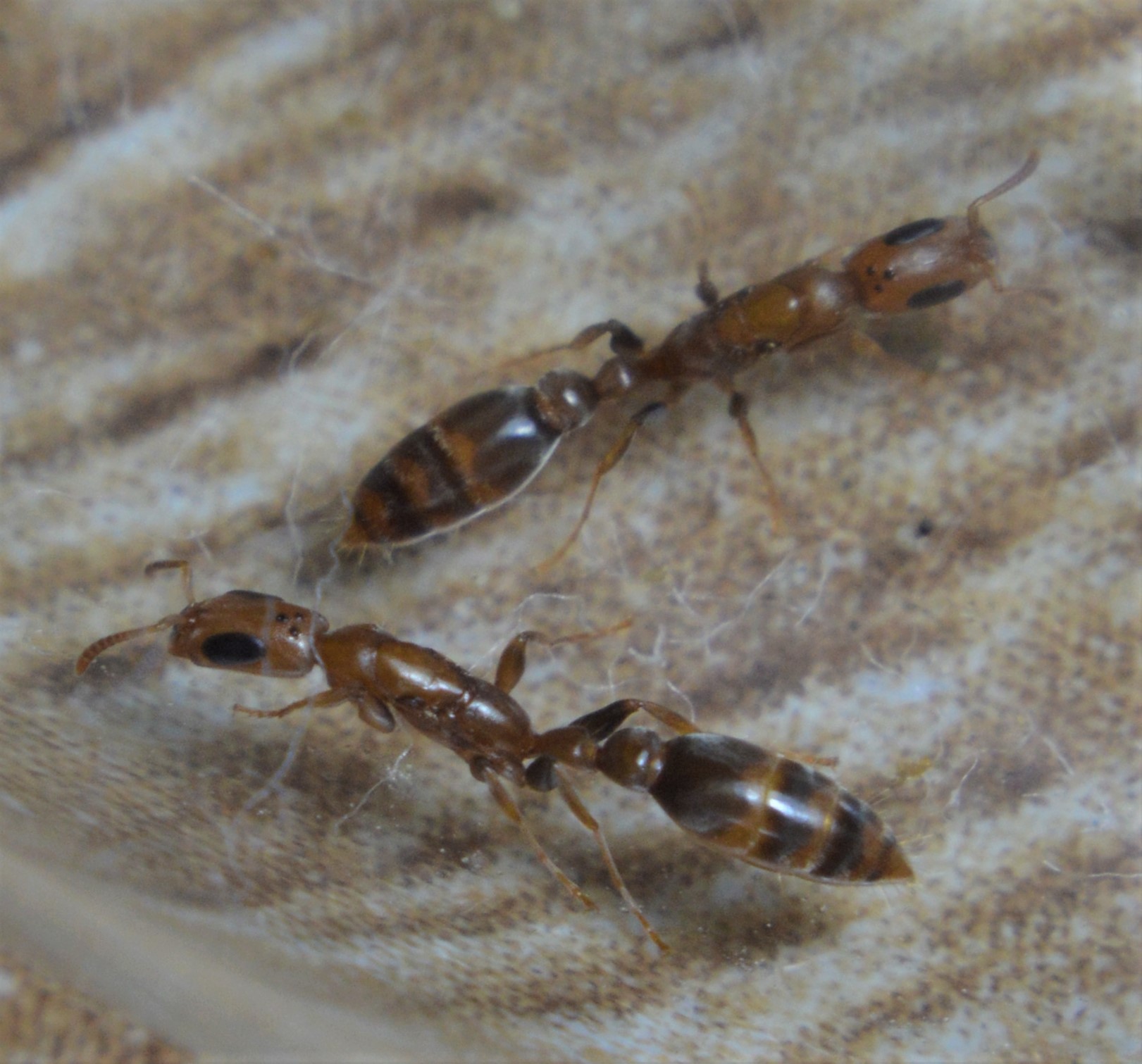 Pseudomyrmex tenuissimus