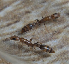 Pseudomyrmex tenuissimus