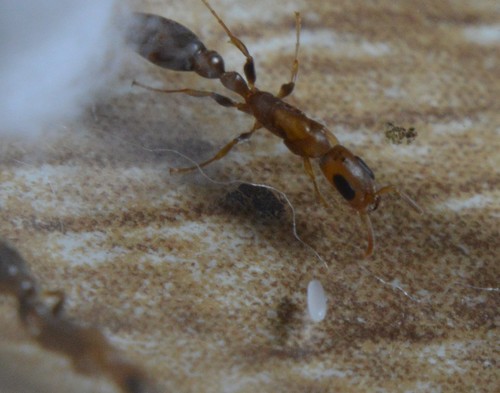 轻薄伪切叶蚁Pseudomyrmex tenuissimus