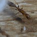 Pseudomyrmex tenuissimus - Photo no hay derechos reservados, subido por Adrian Torres B.