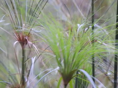 Cyperus giganteus
