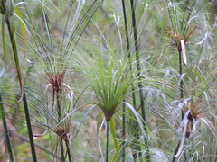 Cyperus giganteus