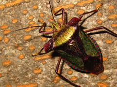 Pentatoma parametallifera