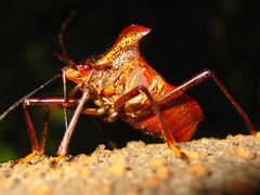 Pentatoma parametallifera