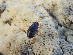 Nothodelphax lineatipes