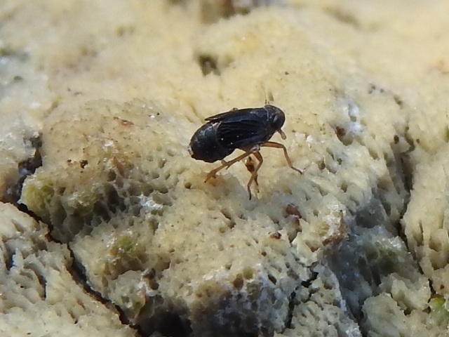 Nothodelphax lineatipes