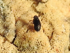 Nothodelphax lineatipes