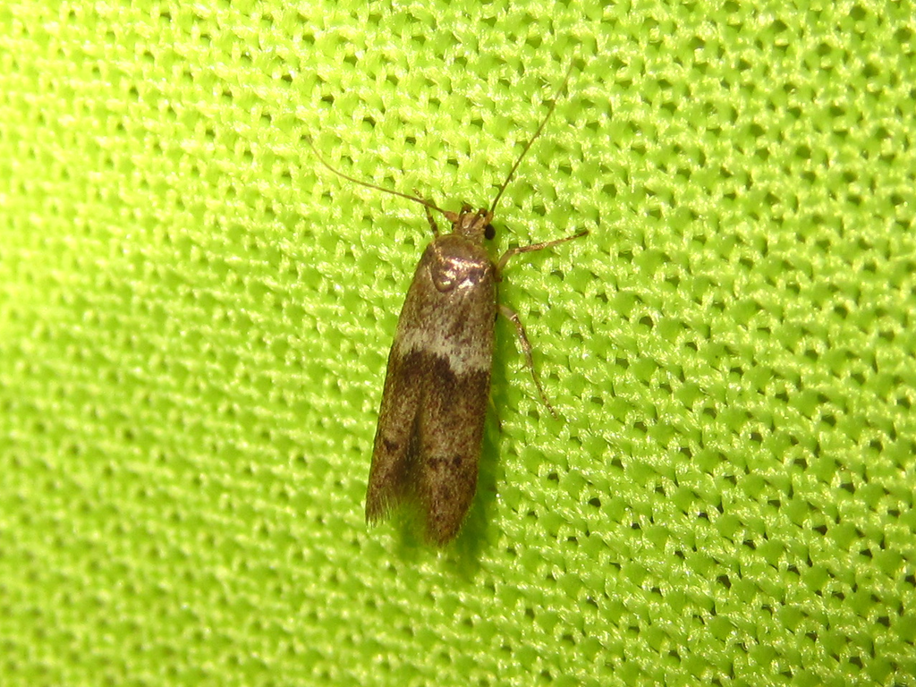 Neoblastobasis biceratala