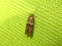 Neoblastobasis biceratala