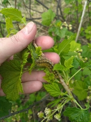 Diacrisia purpurata