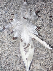 Polystemma cordifolium