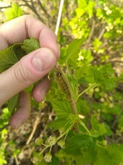 Diacrisia purpurata