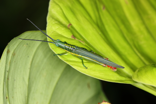 Opshomala viridis