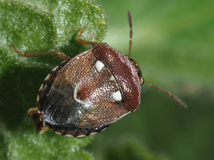 Stagonomus bipunctatus