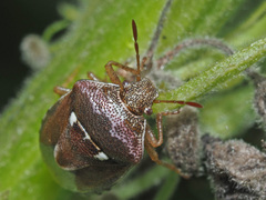 Stagonomus bipunctatus