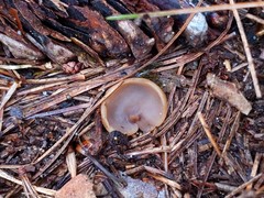 Otidea alutacea
