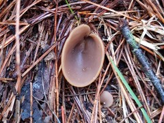 Otidea alutacea