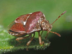 Stagonomus bipunctatus