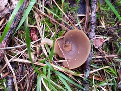 Otidea alutacea