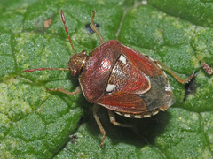 Stagonomus bipunctatus