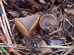 Otidea alutacea
