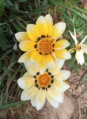 Asteraceae