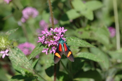 Cyanopepla submacula