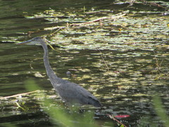 Ardea herodias