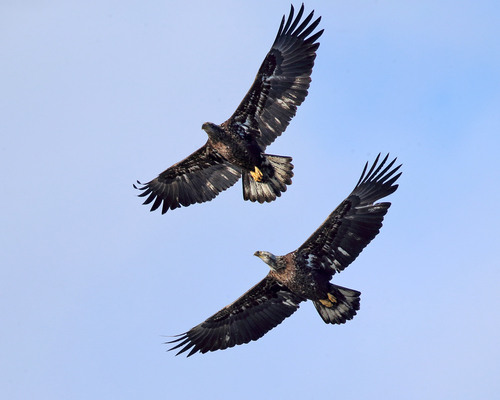 Bald Eagle photographed in Massachusetts