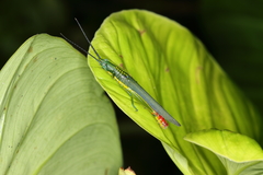 Opshomala viridis