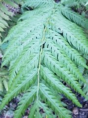 Woodwardia fimbriata image