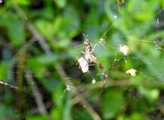 Trichonephila sexpunctata