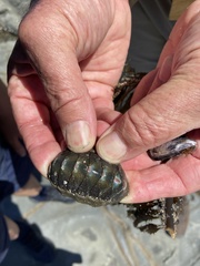 Chitonoidea