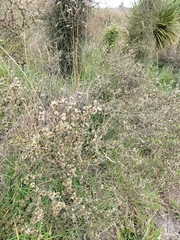 Olearia adenocarpa