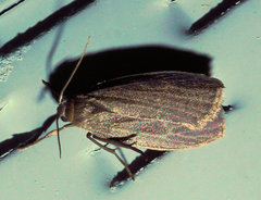 Crambidia uniformis