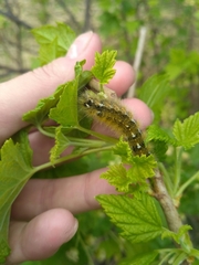 Diacrisia purpurata