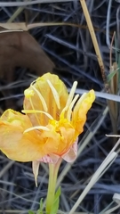 Oenothera hartwegii
