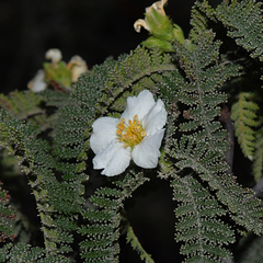 Chamaebatia australis