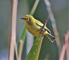 Zosterops senegalensis
