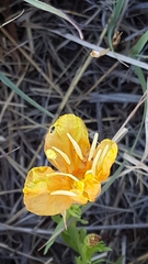 Oenothera hartwegii