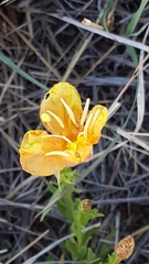Oenothera hartwegii