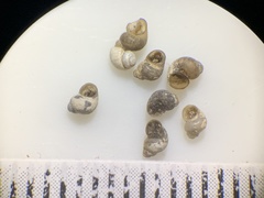 Pyrgulopsis bacchus