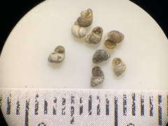 Pyrgulopsis bacchus