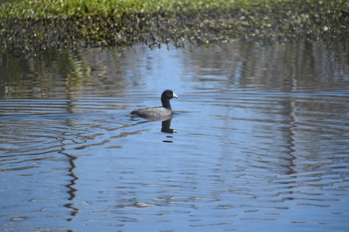 American Coot photographed in Georgia